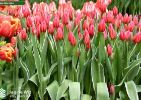 Tulipa Aphrodite ® (2)